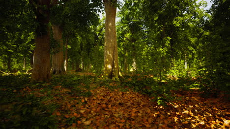 early morning with sunrise in forest