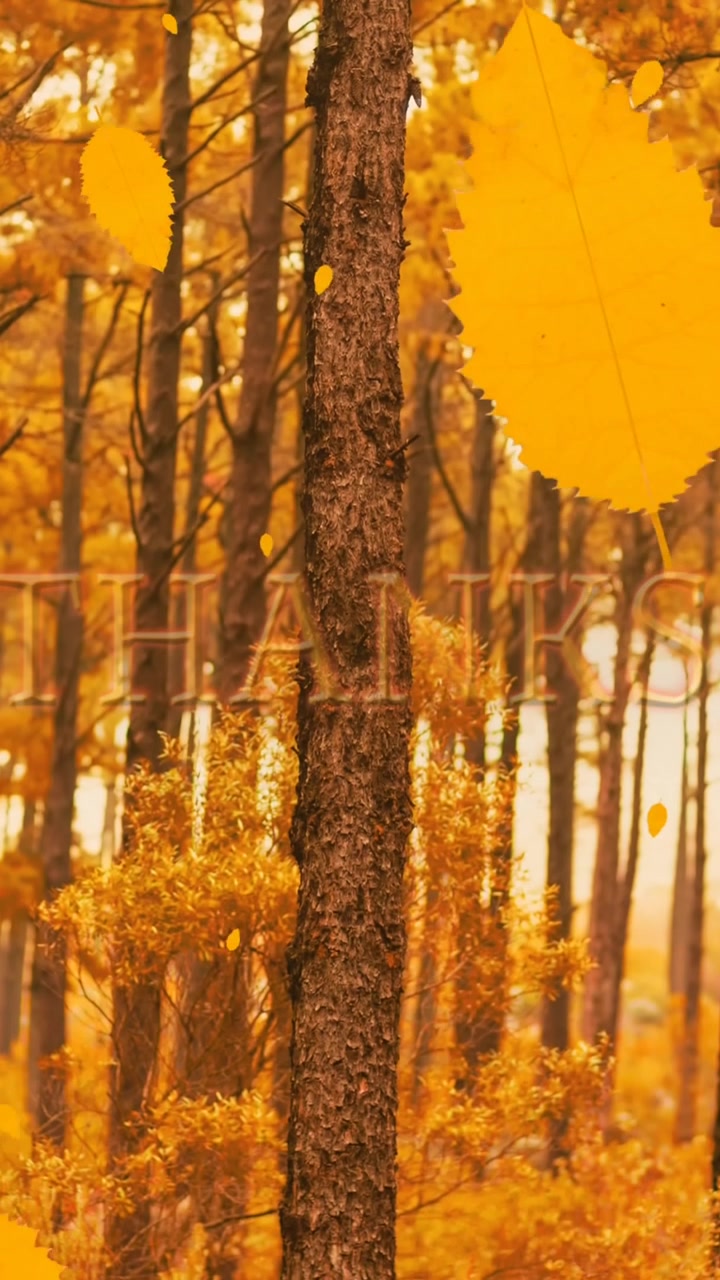 Animazione di Buon Ringraziamento su foglie autunnali e foresta