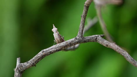 Ceratomantis-Saussurii,-Gottesanbeterin