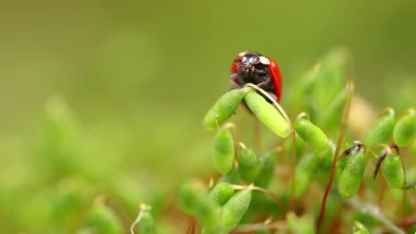 Nahaufnahme-Eines-Marienkäfers-Im-Grünen-Gras-Im-Wald