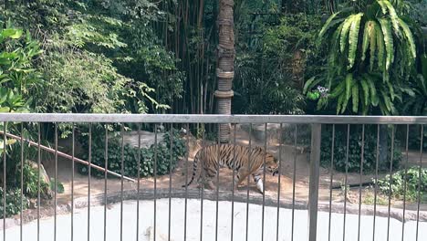 un gran tigre elegante camina con orgullo bajo altas palmeras verdes