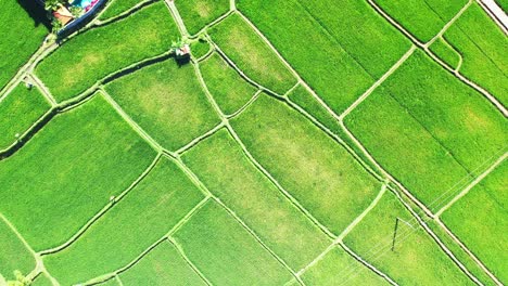 the beautiful rice fields of bahamas with farmers working in between the fields on a sunny day - aerial shot