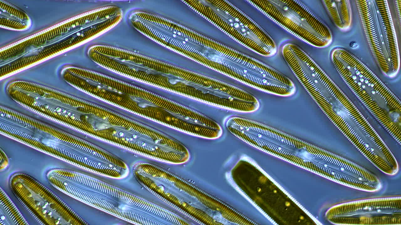 Microscopic View of Diatoms