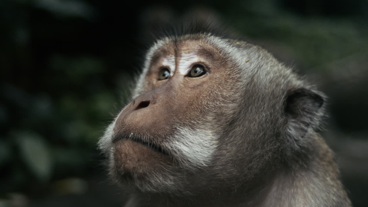 Monkey gazing upward in slow motion, Indonesia rainforest