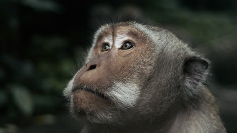monkey gazing upward in slow motion, indonesia rainforest