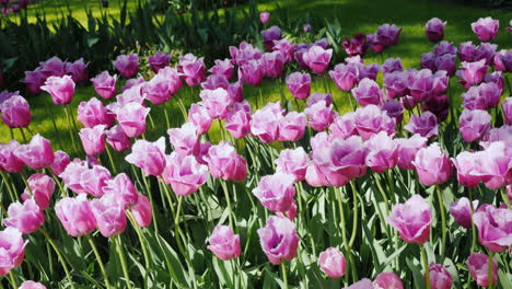 Tulipanes-De-Color-Rosa-Oscuro-En-Amsterdam