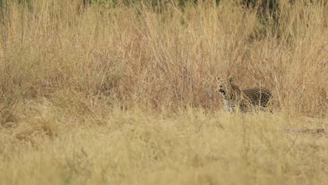 plano general extremo de un leopardo parado en las largas praderas secas de khwai, botswana