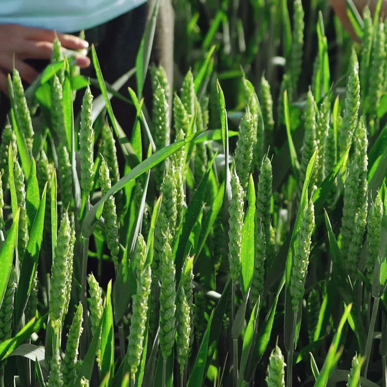 Boy's hands playing with green wheat spikes on the field over the green background. Little boy with hands running through unripe wheat in summer