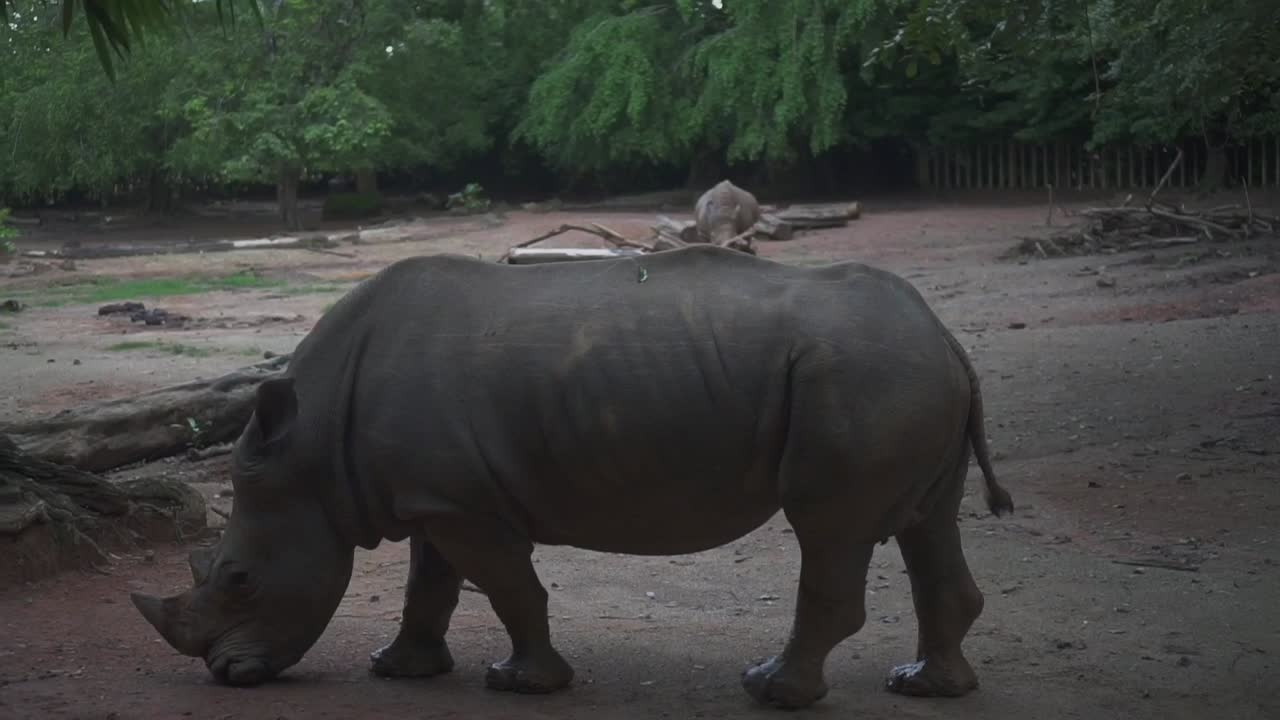 un rinoceronte caminando lentamente y comiendo algo en el suelo