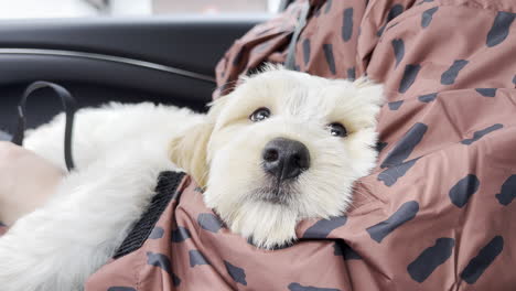 cute pet terrier dog finds comfort and joy in woman's arms,close up