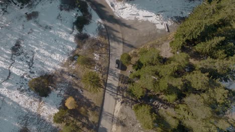 Top-down-aerial-following-black-suv-car-driving-through-nature-lush-pine-forest-in-winter-with-snow-on-ground