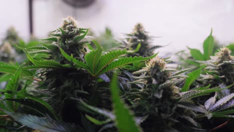 Zeitlupenaufnahme-Einer-Cannabispflanze,-Die-Während-Der-Blütephase-In-Einem-Zuchtzelt-Wächst