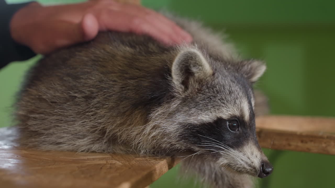 cucciolo di procione appoggiato su una piattaforma di legno, un assistente accarezza delicatamente la pelliccia in un rifugio interno verde; primi piani che catturano le zampe, i baffi e l'atteggiamento assonnato durante la sessione di riabilitazione