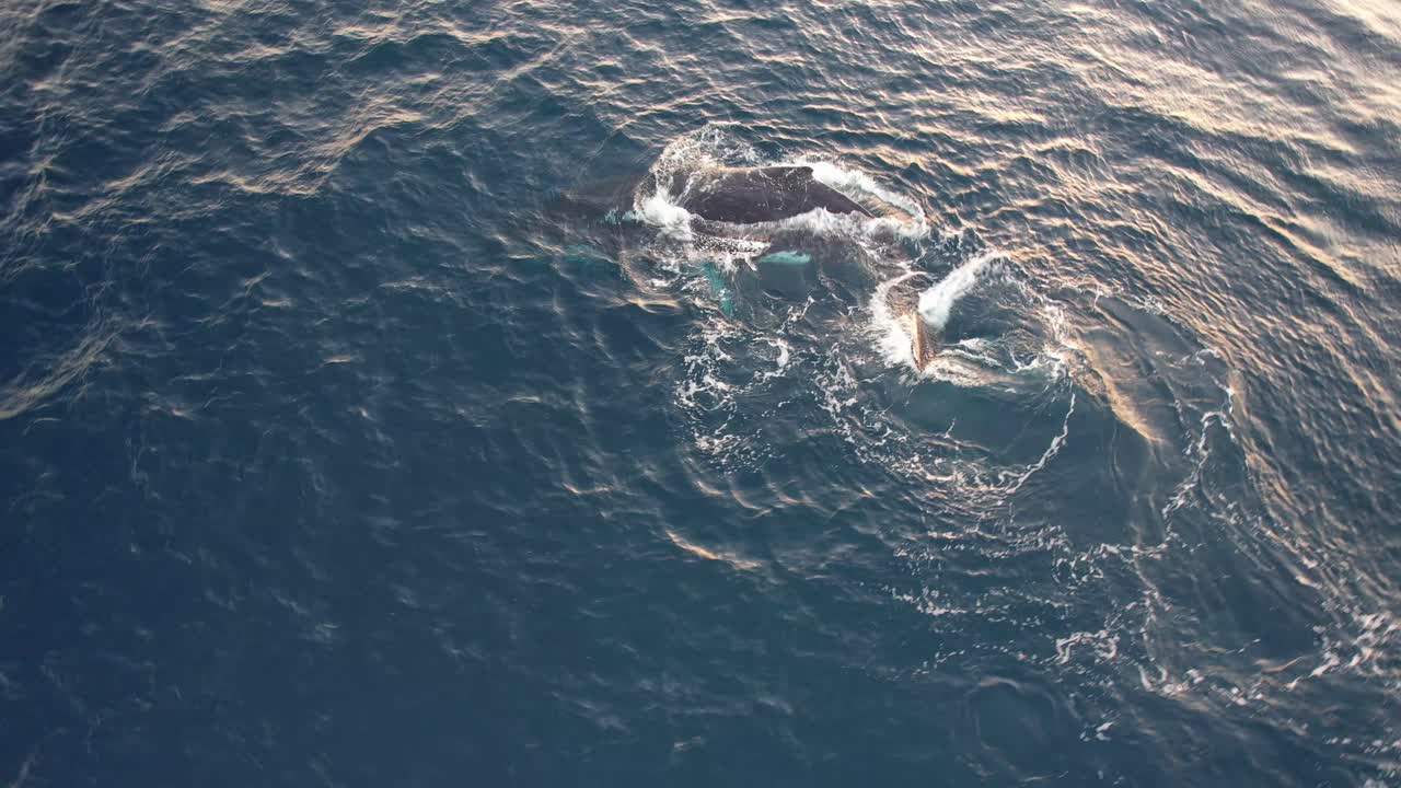 View From Above Of Spinning And Spouting Humpback Whale In The Ocean In New South Wales, Australia