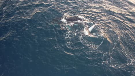 Vista-Desde-Arriba-De-La-Ballena-Jorobada-Girando-Y-Lanzando-Chorros-En-El-Océano-En-Nueva-Gales-Del-Sur,-Australia