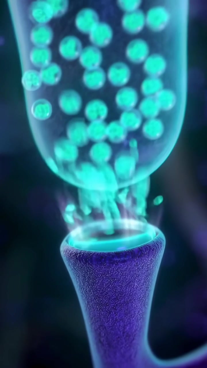 3D Animation of Neurons and Synaptic Transmission in the Brain
