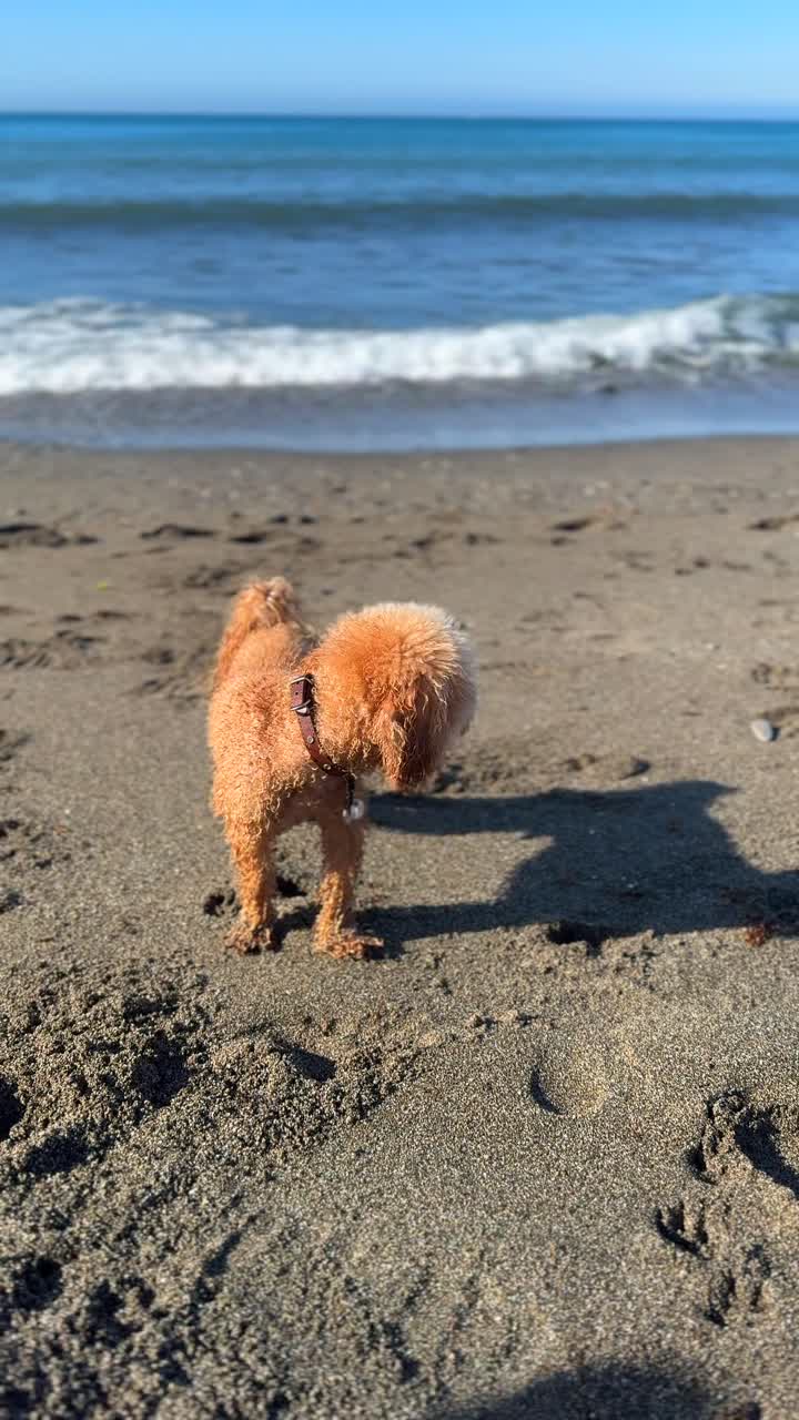 해변에 있는 털털한 푸들