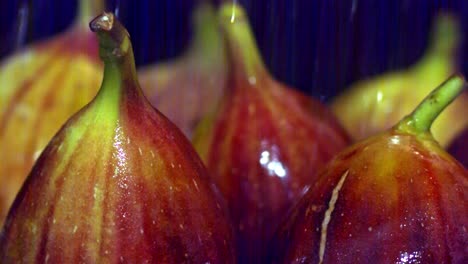 Deciduous-Fig-large-shrub-under-constant-flow-of-water,-washing-process