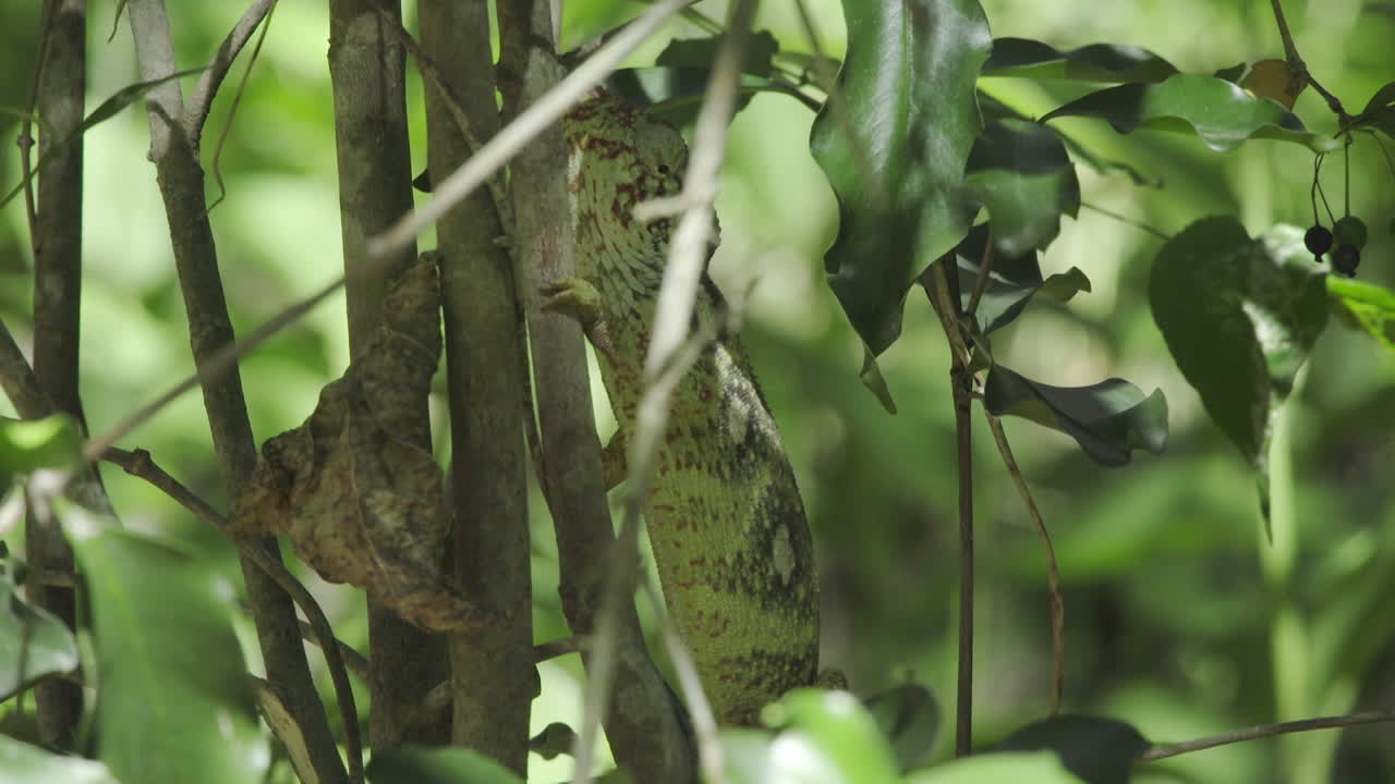 거대한 마다가스카르 카멜레온이 나뭇가지에 달라붙은 다음 위쪽으로 움직입니다.