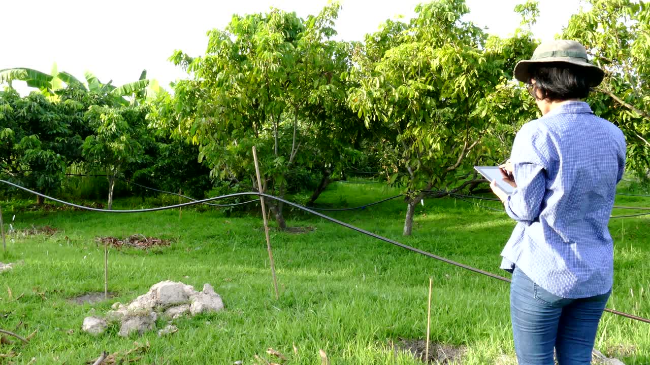 유기농 농장에서 롱간 나무를 모니터링하기 위해 태블릿을 사용하는 농업 전문가 농업에서 모바일 앱 기술을 사용하여 토양 및 물 관리를