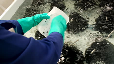 persona con guantes verdes transfiere abulón bebé a un tanque aireado