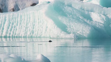 seal swimming in sea along iceberg, diving underwater with splash