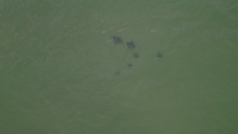 Stingrays-Underwater-In-Hastings-Point,-New-South-Wales,-Australia