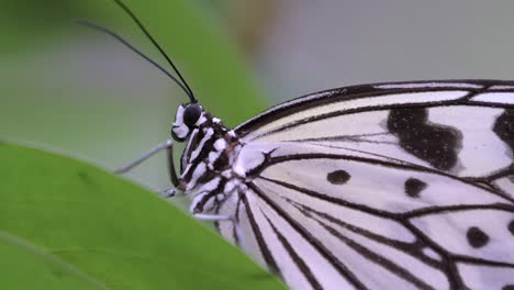 Detailansicht-Eines-Baumnymphenschmetterlings,-Der-Auf-Einem-Grünen-Blatt-Gelandet-Ist---Makrogleitschuss