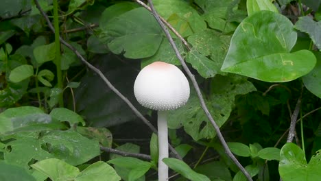 Weiße-Farbe-Wildpilz-Im-Regenwald-Am-Morgen