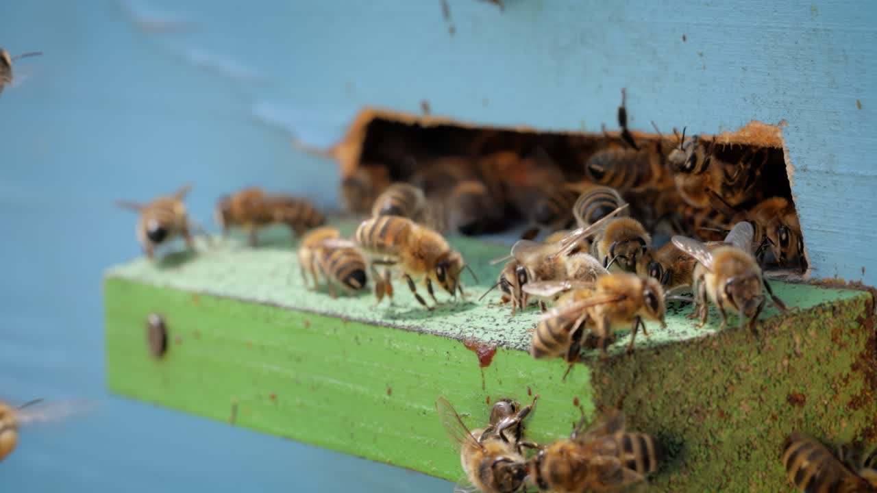 Honey bees fly near a beehive. Bees are best known to humans for their ecological roles as pollinators. Honey bees flying into wooden beehives