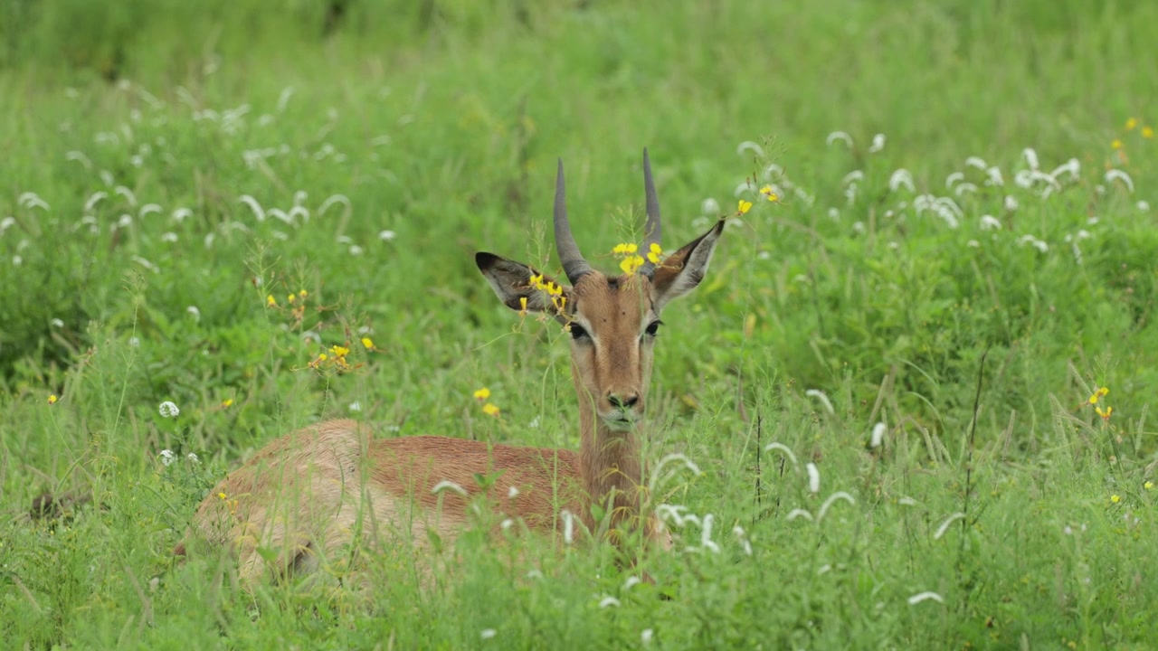 Un giovane impala maschio giace pacificamente nell'erba alta e verde, ruminando tranquillamente prima di girare improvvisamente la testa e guardare attento verso qualcosa in lontananza. Parco Nazionale Kruger, Sudafrica
