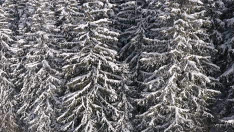 hundreds of snowy trees in a deep coniferous forest in winter,czechia