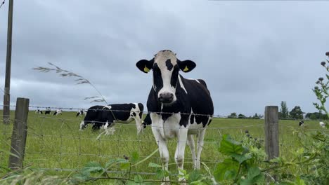 curiours cow standing next to a barbed wire fence