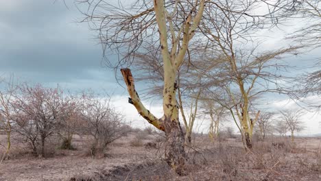 global warming and drought is leaving desiccated trees with no leaves