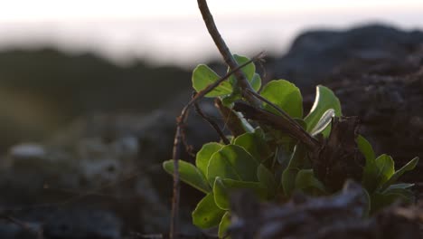 close-up of a small green plant growing on rocks at sunset