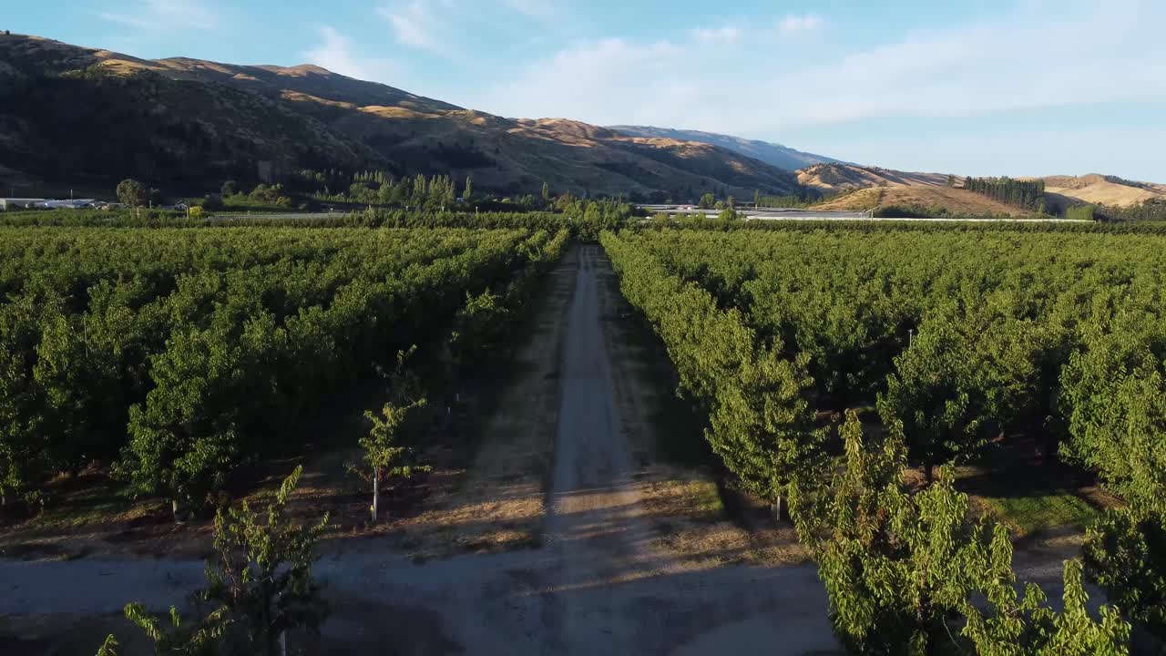 Drone views of cherry orchards in Cromwell, Otago, New Zealand