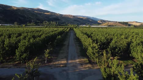 drone views of cherry orchards in cromwell, otago, new zealand