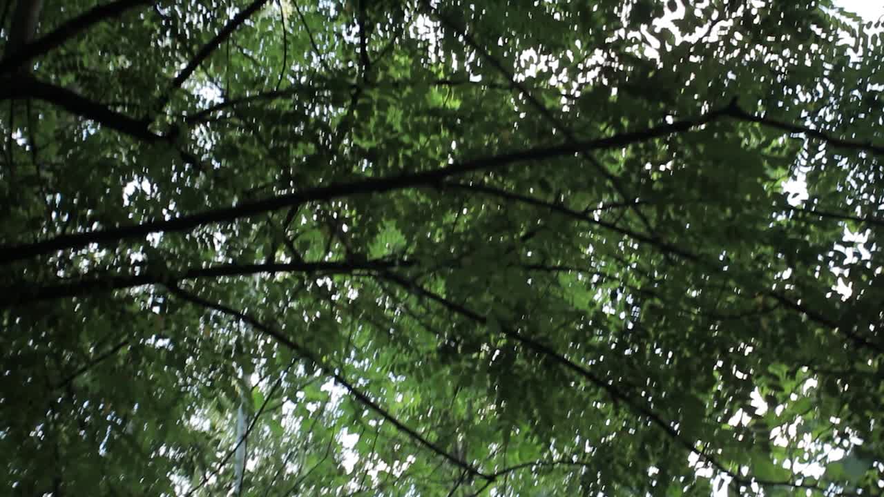 árboles giratorios desde abajo