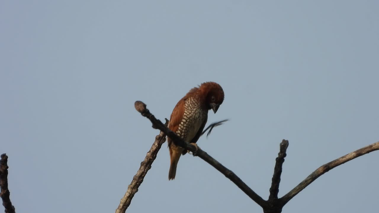 scaly breasted munia in tree just chilling 