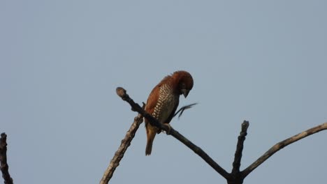 Schuppige-Brüste-Munia-Im-Baum-Nur-Chillen