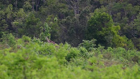 the asiatic elephants are endangered species and they are also residents of thailand