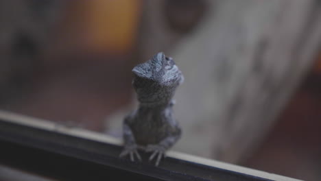 A-Bearded-Dragon-looking-out-of-its-terrarium