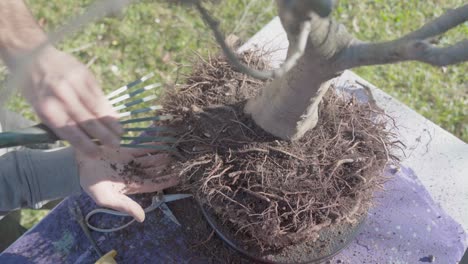 home garden concept. bonsai care, close up on hands working roots, pruning and repotting of beech tree using bonsai tools