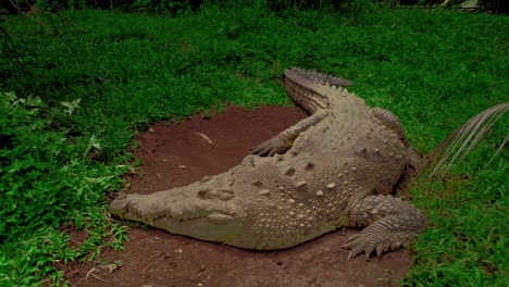 Video-zooms-in-and-out-to-capture-the-details-of-the-caiman-resting-on-the-ground