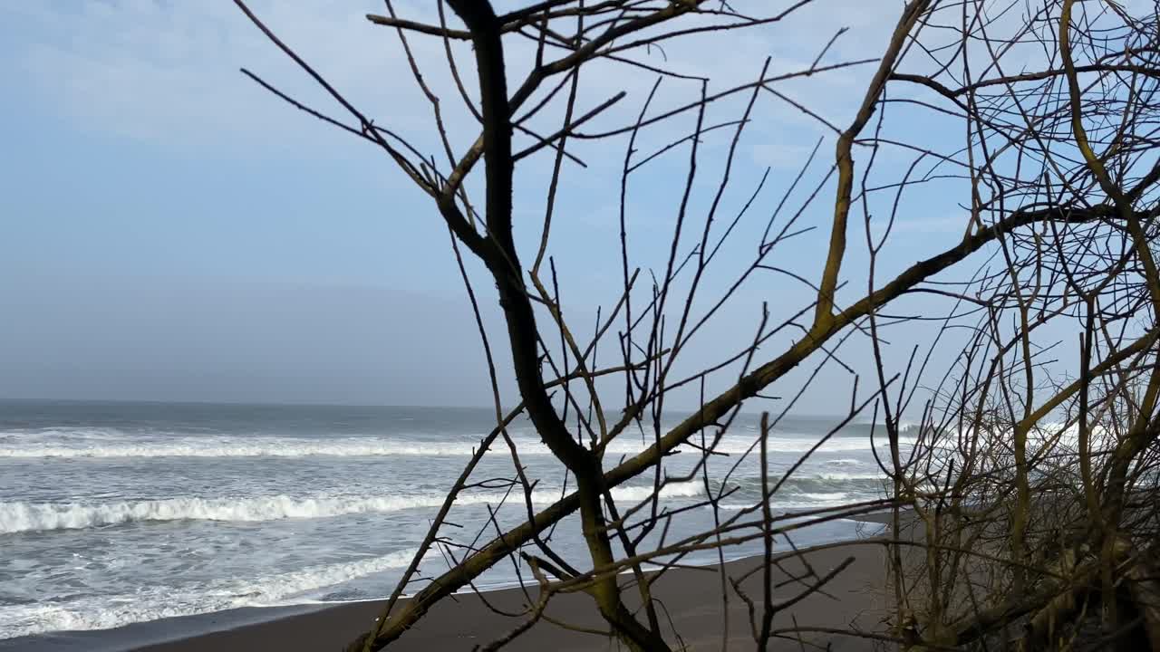 인도네시아에서 나무, 해변, 바다가 함께