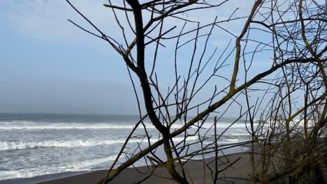 árbol, playa y mar juntos en indonesia