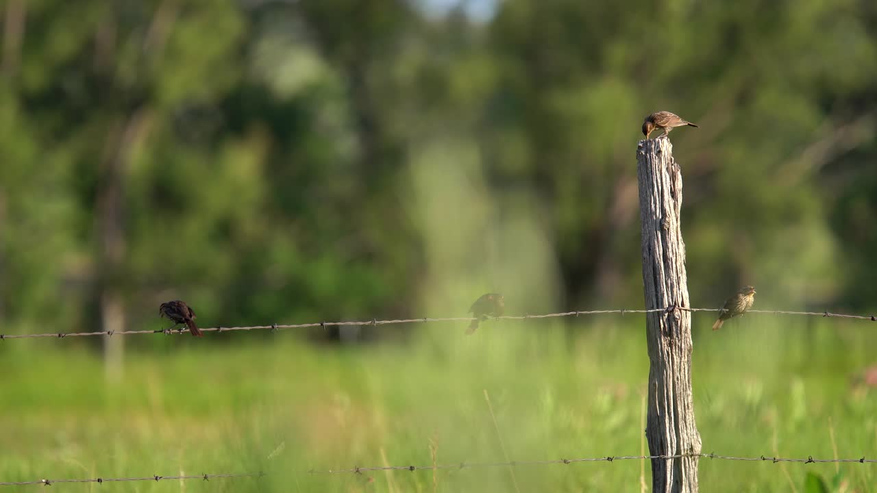 pequeños pájaros posados en la valla y observando su entorno