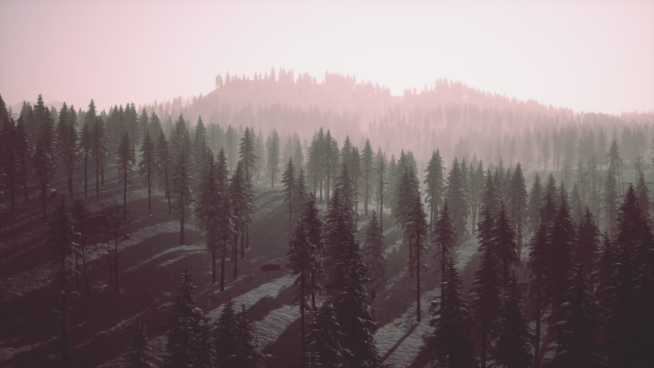 해가 뜨고 해가 지면 눈 인 산림