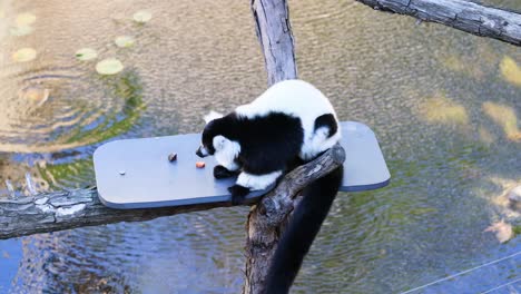 lemur eating on a platform over water