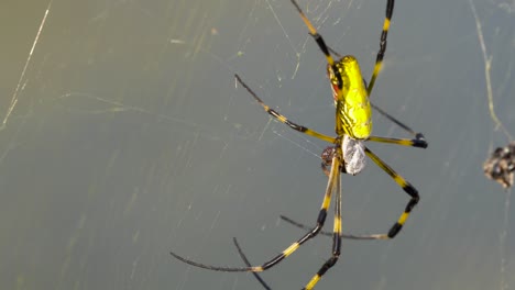 Araña-Joro-Comiendo-Presas-En-La-Web-En-Corea-Del-Sur,-Primer-Plano